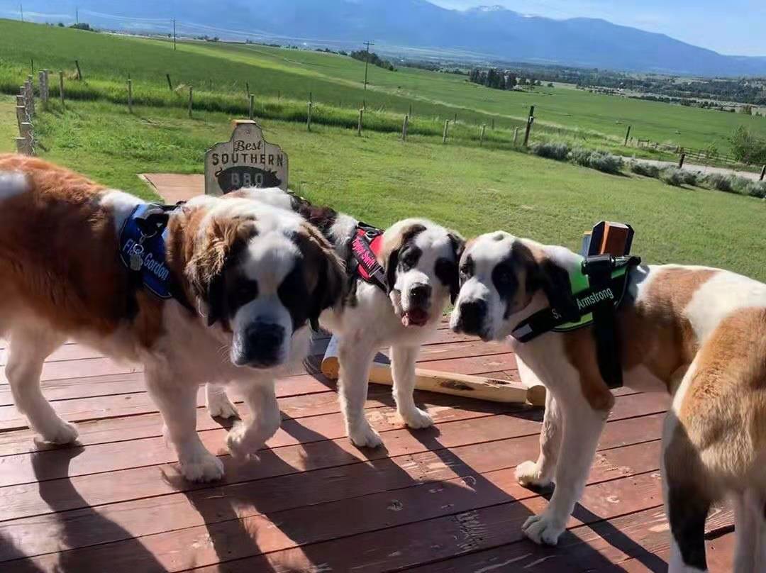 Big Dog Harness | The Harness for Large Breed Dogs - Paw Five.com