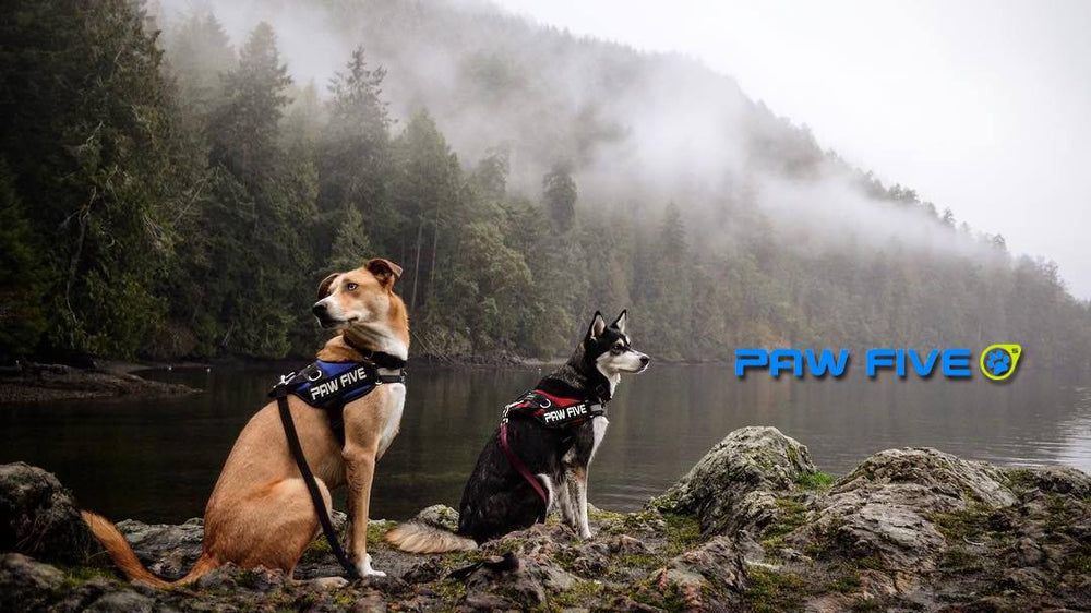 6 Reasons Why Your Dog Should Use A Harness Instead Of A Collar Paw Five