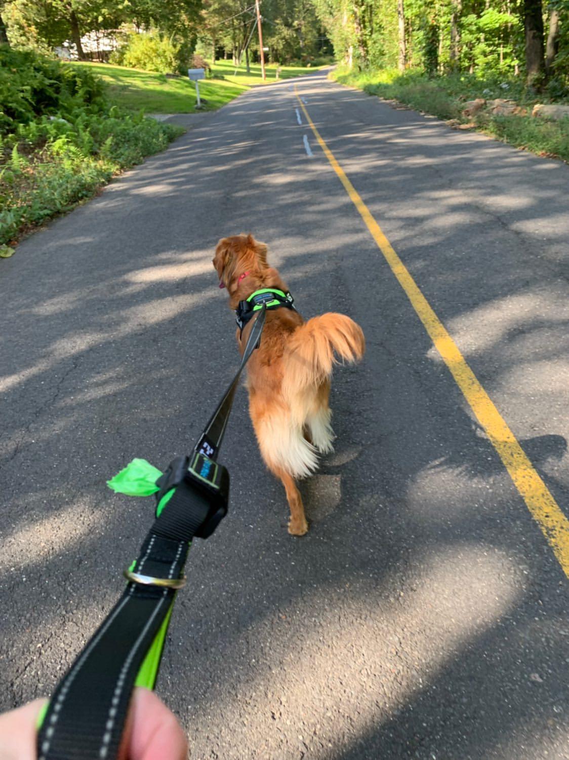 How to Choose the Best Leash for Your Dog
