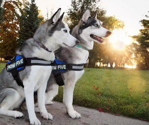 Dog Harness: For Medium and Large Dogs | Paw Five