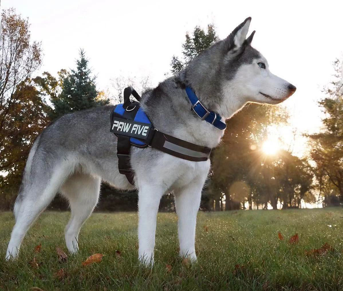 Dog Owners: Here is the Best Dog Harness of 2021
