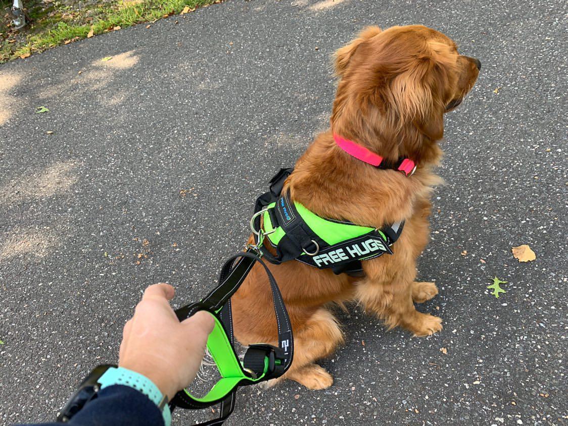 The Best(est) Dog Leash of 2021- The Dog Leash That Does It All!