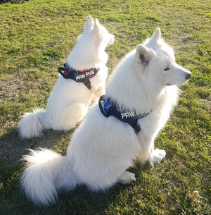 Premium Easy Walk Harness For Dogs - Paw Five
