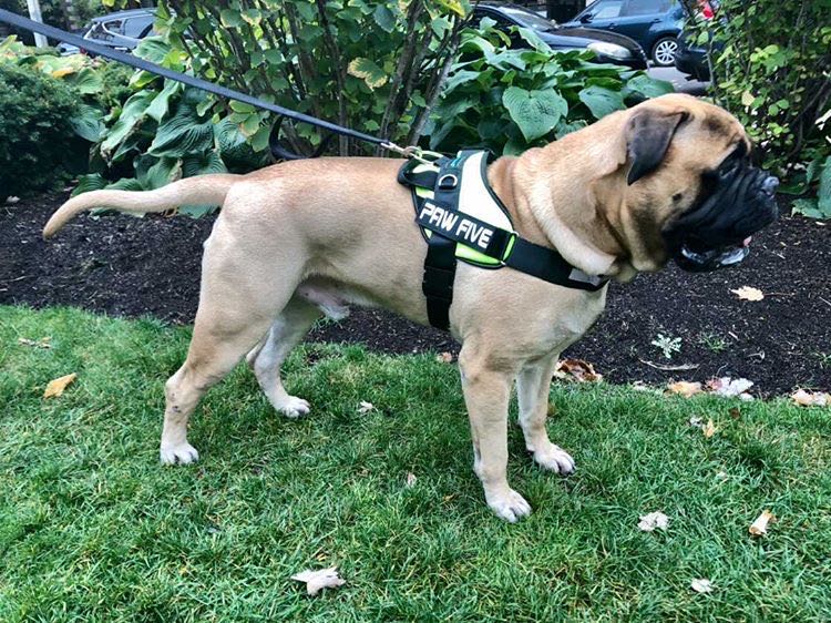 A Harness for Large Breeds: Big Dog Harness at Paw Five.com
