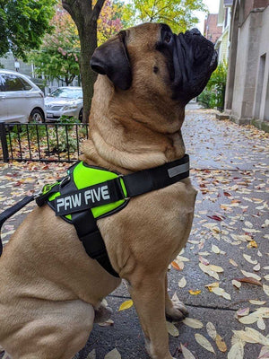 Big Dog Harness - Harness for Large Sized Breeds - Paw Five