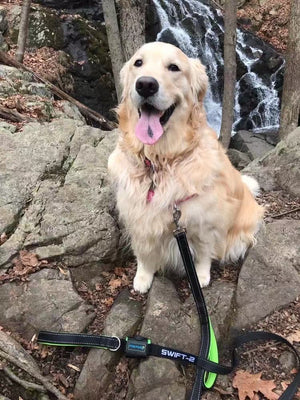 How To Choose A Dog Leash | Paw Five.com