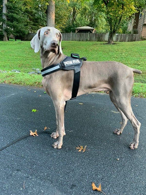 Looking for The Best Heavy Duty Dog Harness? This is it!