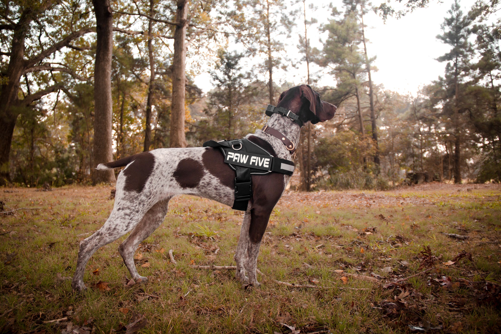 Heavy Duty Dog Harness For Any Adventure | Paw Five