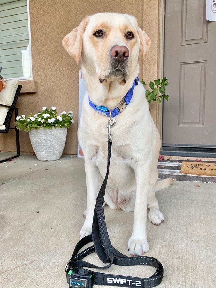 Dog Leash | Paw Five SWIFT-2 - 6 Foot Dog Leashes with Built-in Waste Bag Dispenser