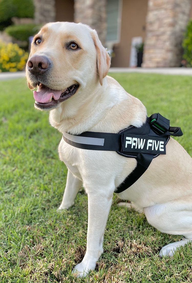 The No Pull Dog Harness - Available at Paw Five