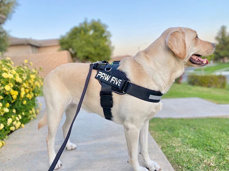 The Newest No Pull Dog Harness for 2021!