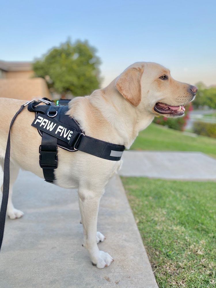 The Best Dog Harness You Can Get For Your Dog at Paw Five.com