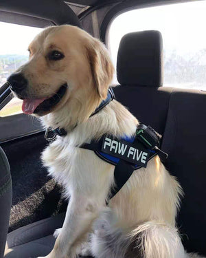 The Best Harness for Service Dogs | Paw Five.com