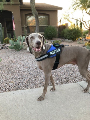 Paw Five Easy Walk Harness - Dog Harness
