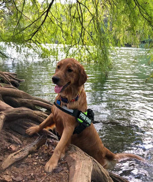 #1 Rated Easy Walk Harness at Paw Five.com