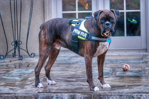 The Best Dog Harness - #1 Rated at Paw Five