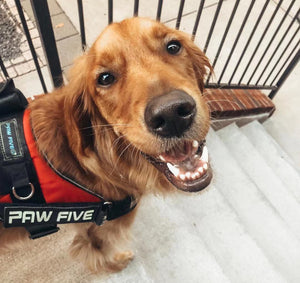 Getting Your Dog a Service Dog Harness | Paw Five