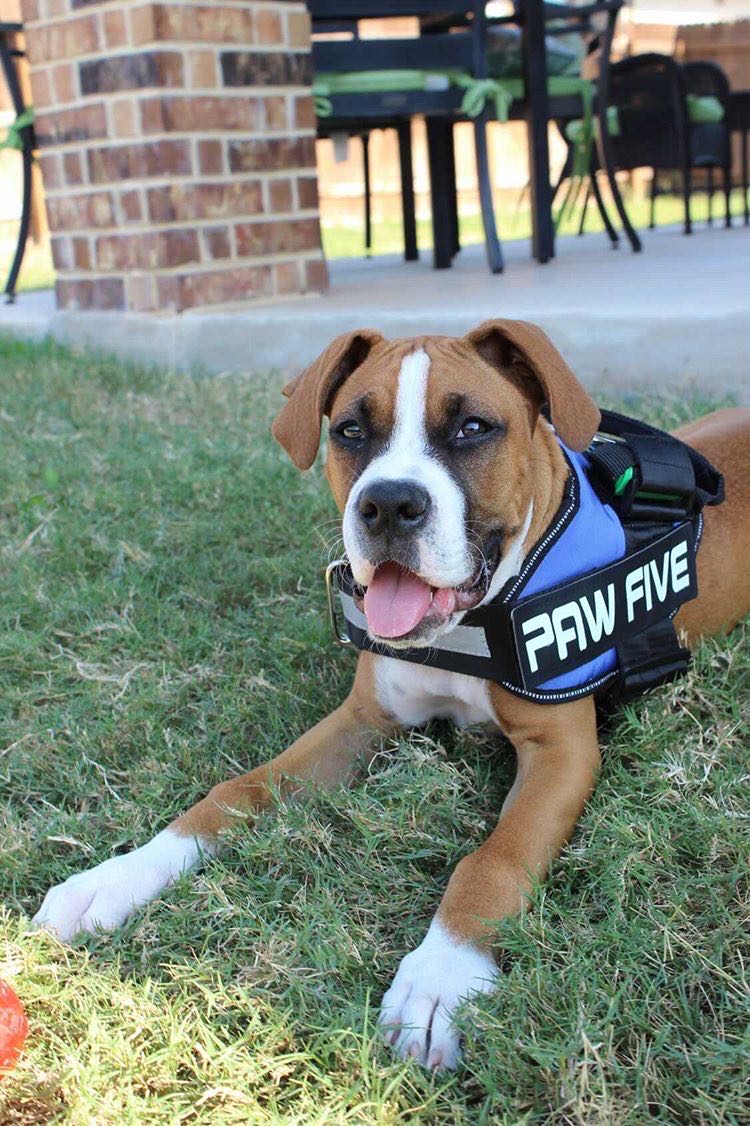 No Pull Harness for Easy Walking | CORE-1 Easy Walk No Pull Dog Harness | Paw Five