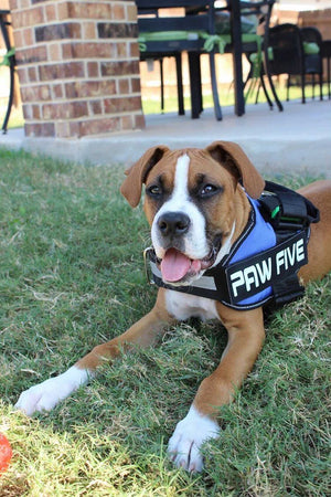 No Pull Harness - Enjoy Those Walks with #1 Rated Harness
