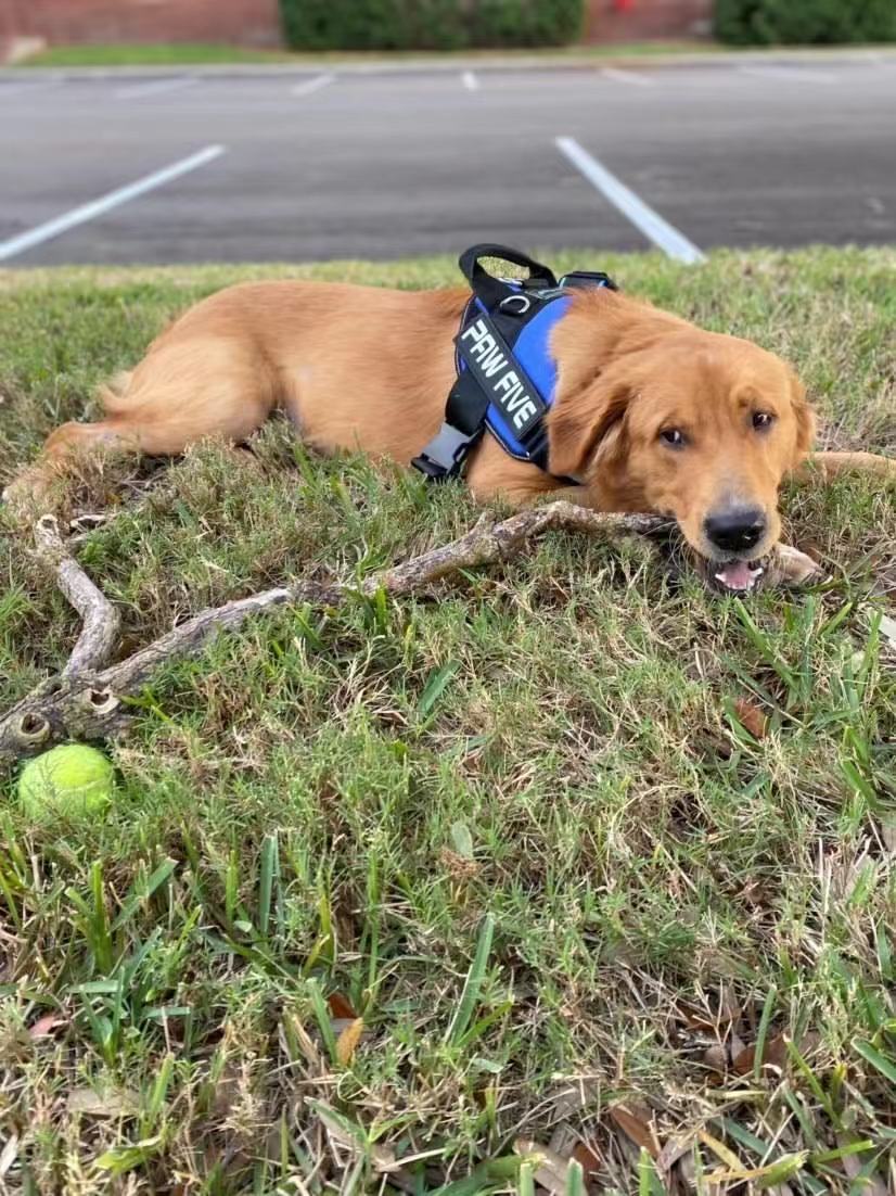 No Pull Harness: Dog Harness For Easier Walks | Paw Five