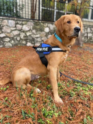 No Pull Dog Harness: Get Those Walks Back On Track - Paw Five