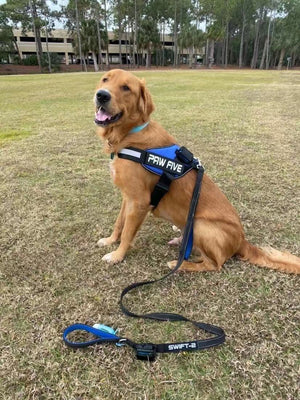 The Best and #1 Rated Dog Leash by Paw Five