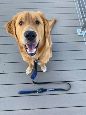 The Dog Leash of 2021- DO NOT MISS OUT! Paw Five