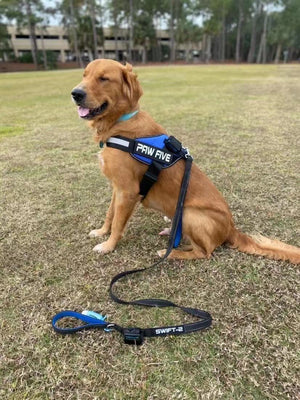 The Ultimate Dog Leash at Paw Five.com