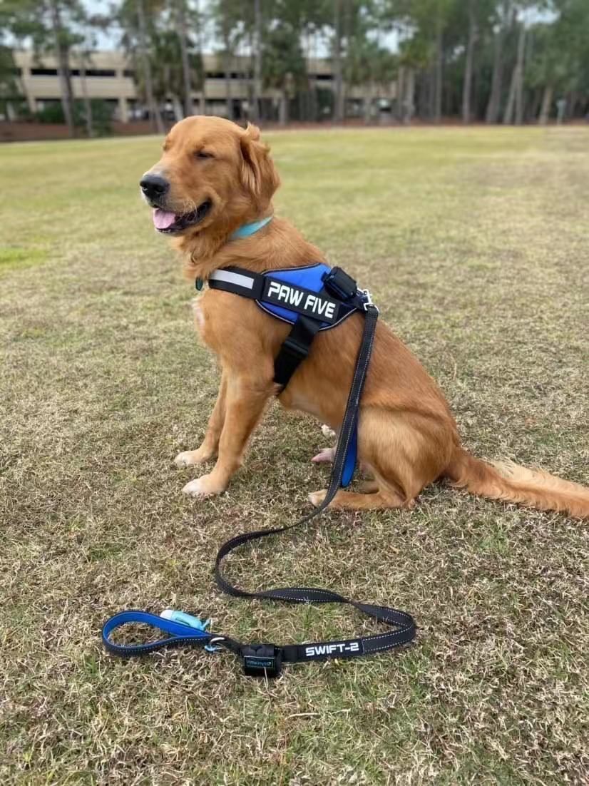 The Best Harness/Vest For Your Service Dog | Paw Five