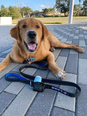Dog Leash | The Best Dog Leash Available at Paw Five