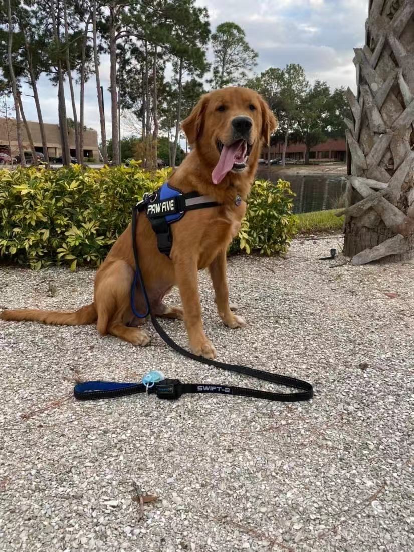 Best Dog Harness: Have a Look At a Great Dog Harness