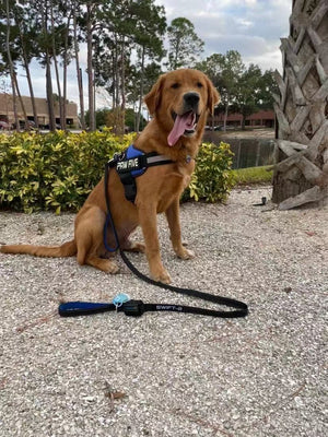 Best Dog Harness: Have a Look At a Great Dog Harness