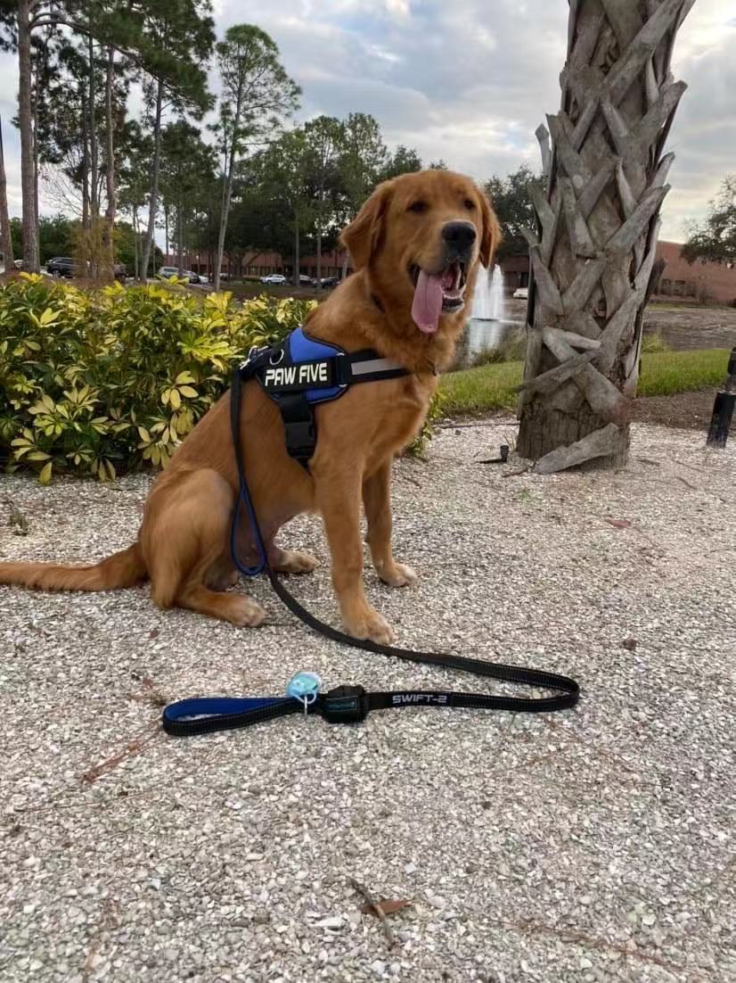 How to Choose the Best Dog Leash - Paw Five Products