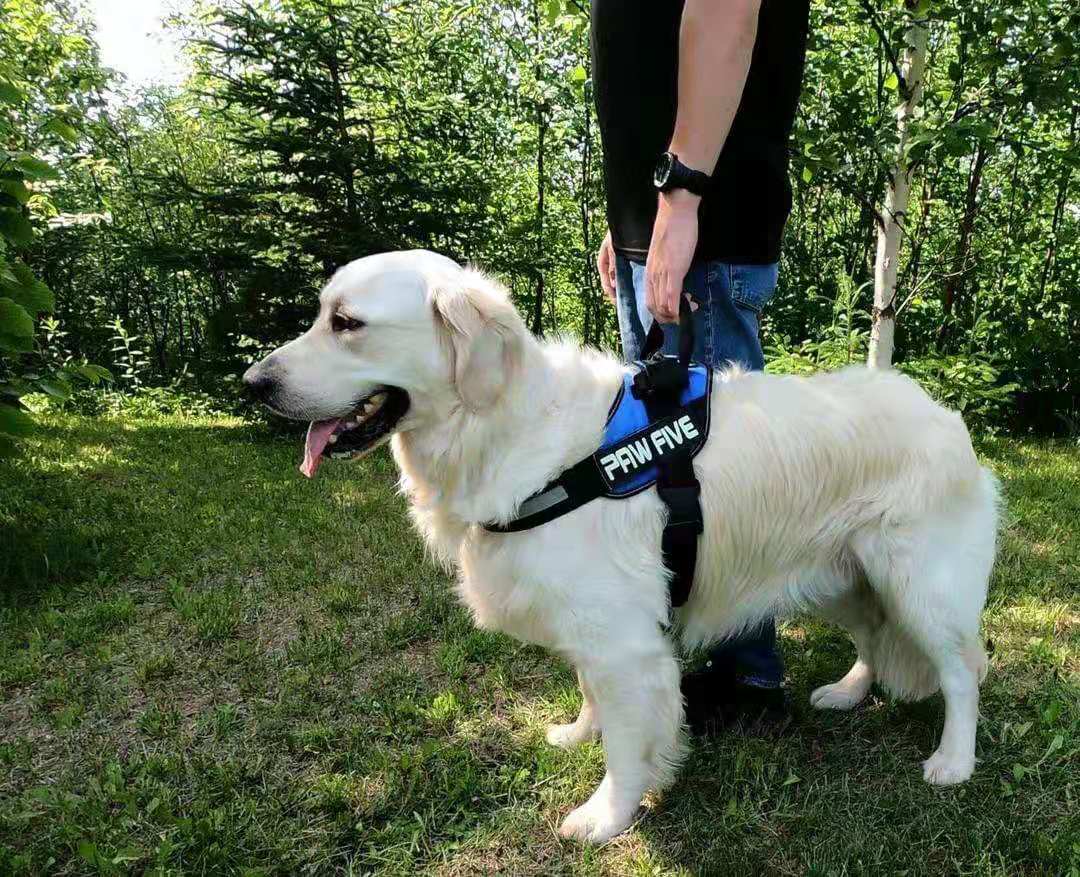 Heavy Duty Dog Harness: A Harness That's Built to Last | Paw Five