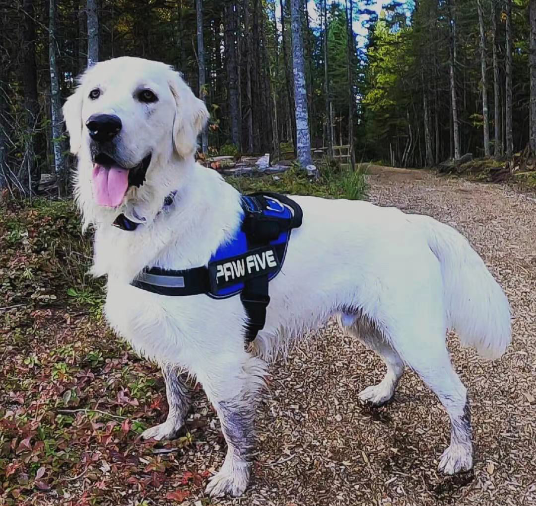 Best Dog Harness of 2021 | Paw Five CORE-1 Harness Easy Walk No Pull