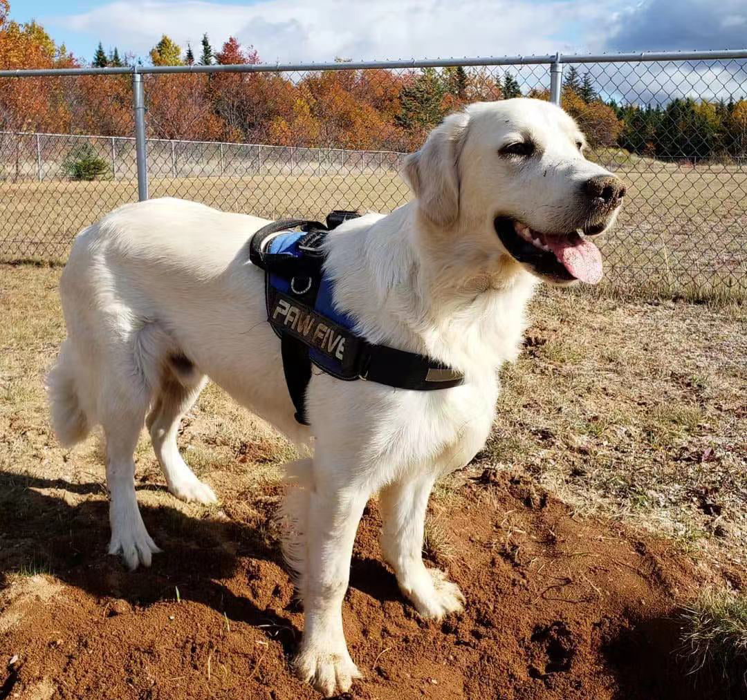 How To Choose A Service Dog Harness | Paw Five.com