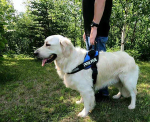 The Best Dog Harness For Your Dog | Paw Five