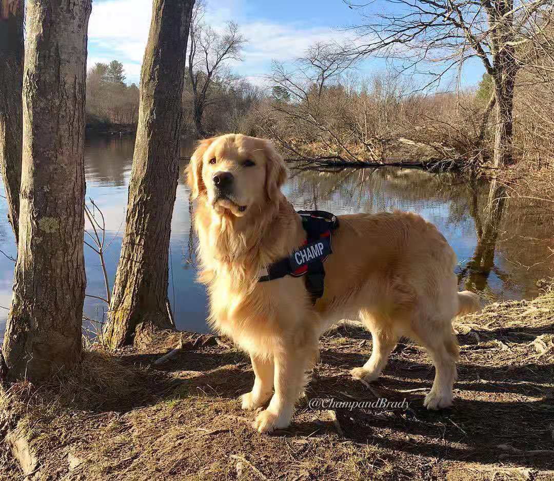 The Best Dog Harness To Stop Pulling | Paw Five.com
