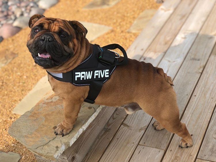 Dog Harness: Large Dog and Puppy Harness Vests | Paw Five