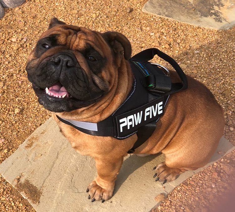 No Pull Dog Harness | CORE-1 Harness- Paw Five.com