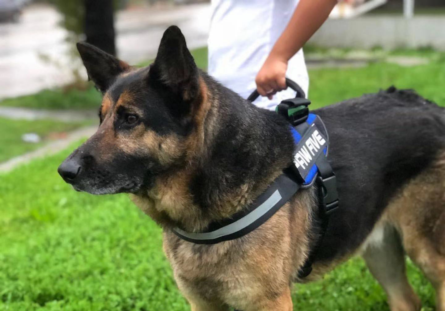 Dog Harnesses | Paw Five CORE-1 No Pull Dog Harness