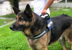 Dog Harnesses | Paw Five CORE-1 No Pull Dog Harness