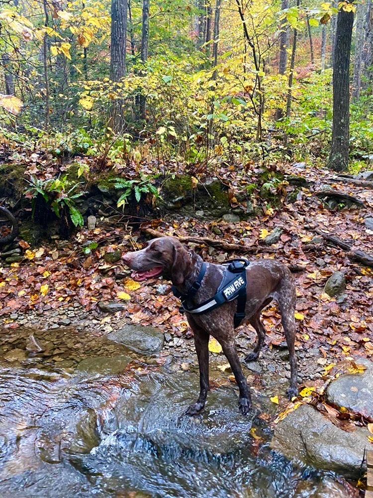 No Pull Harness | The Best No Pull Harness For Your Dog