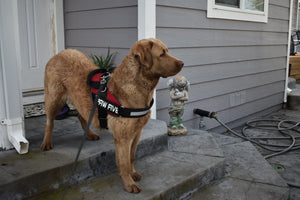 Dog Harness | No Pull Dog Harnesses | Paw Five™