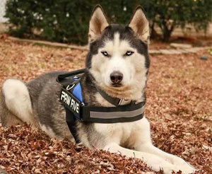The No Pull Dog Harness to Buy in 2021 | Rated by Professional Dog Trainers