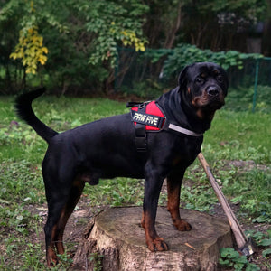 Why Use A No Pull Dog Harness?
