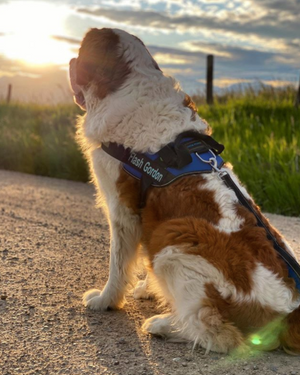 Dog-and-human Friendly Gears for Daily Walk
