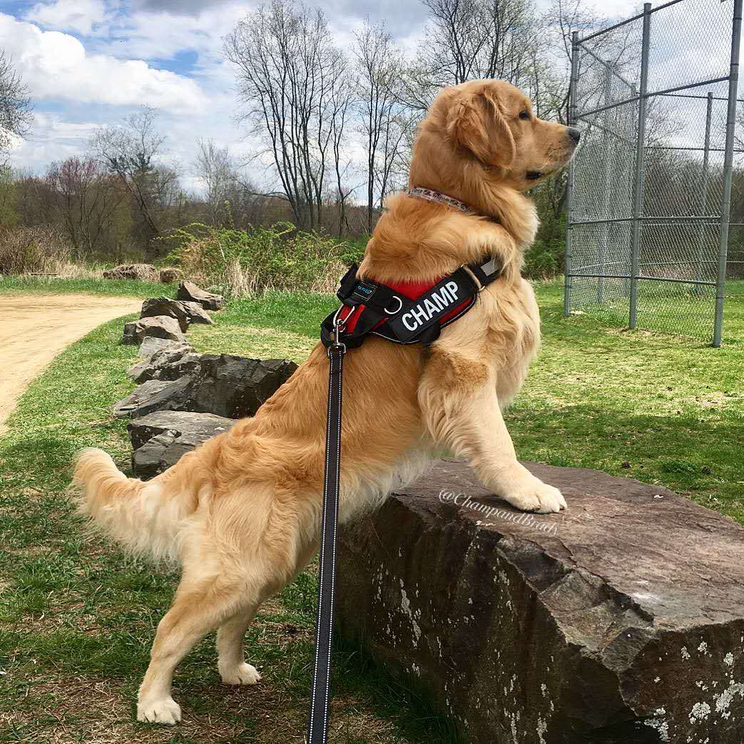 The Best Service Dog Harness for 2021!