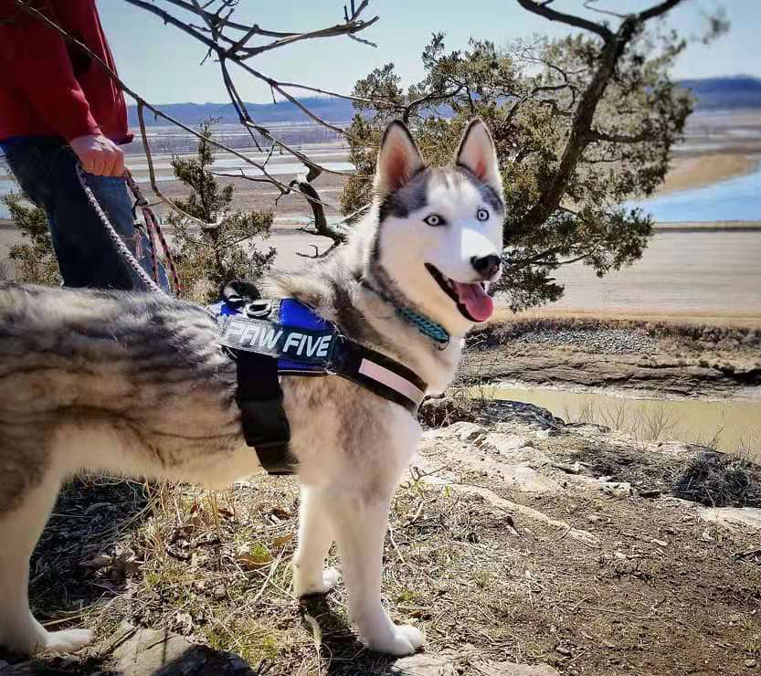 Dog Harness: Why They're Better Than Collars