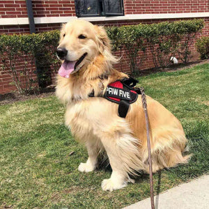 Service Dog Harness and Vests: Get The Best at Paw Five.com